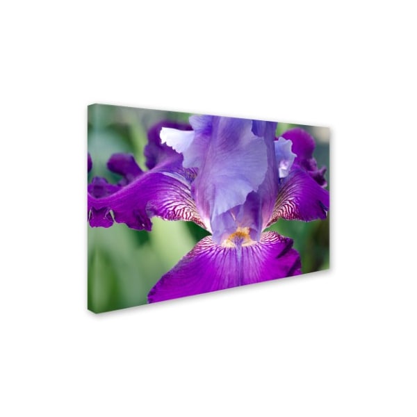 PIPA Fine Art 'Glowing Iris' Canvas Art,16x24